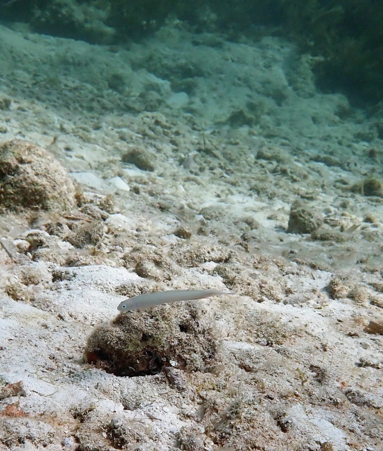 Diving Key Largo Molasses Reef