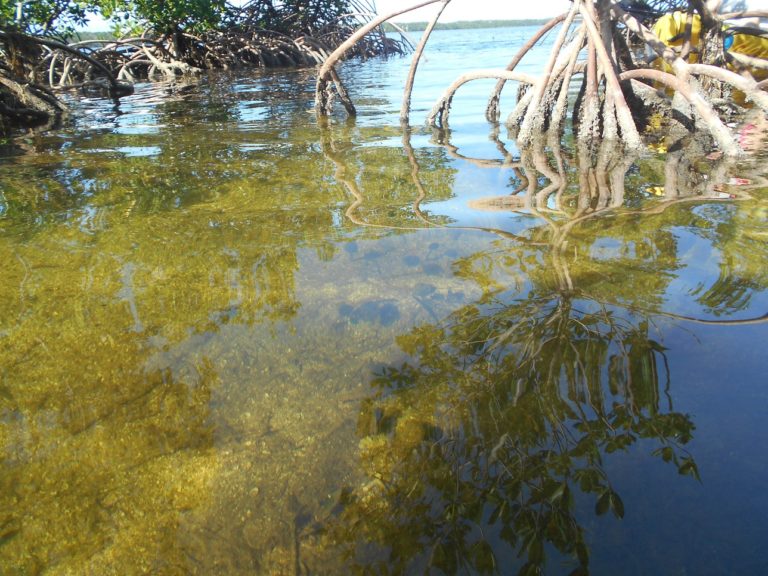 Florida Everglades Cichlid Invasion Fish Identification Training