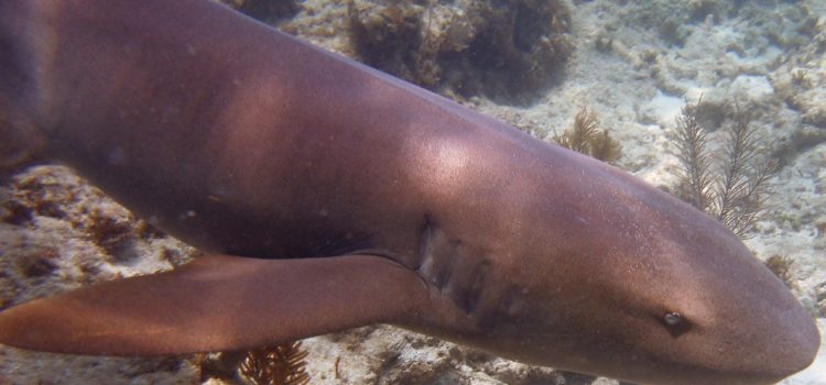 Reef Diving Key Largo Nurse Shark Encounter Interactions