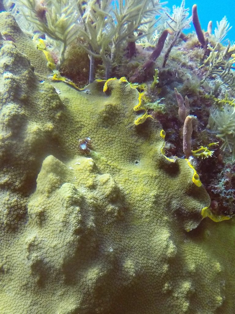 Key Largo Florida Keys Grooved Brain Corals Growing Strong
