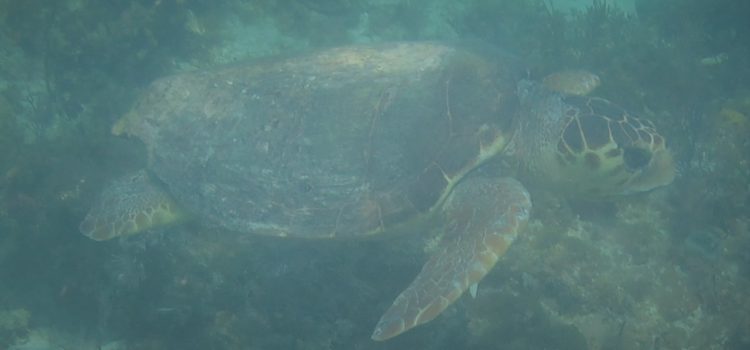 Fun Snorkeling French Reef Scuba Turtle Ledges