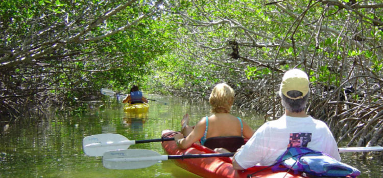 Kayaking Mangrove Jungle Tour Instructor David