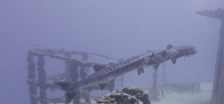 Great Barracuda Sightings Shipwreck Reef Key Largo