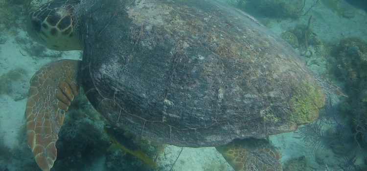 Loggerhead Turtle Excites Snorkeling Key Largo Guests