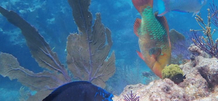 Triple Parrot Fish Visit Scuba Snorkel Key Largo Guests