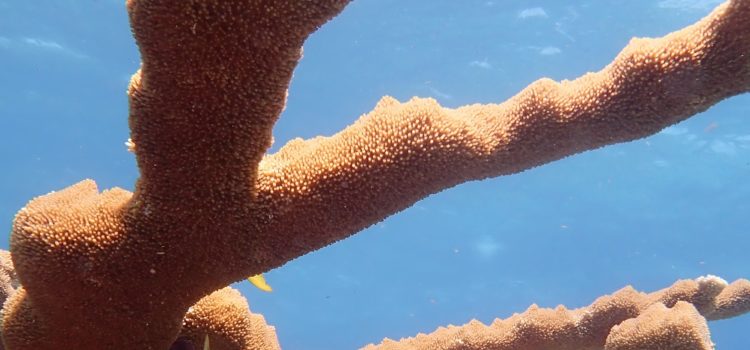 Excellent Elkhorn Coral Everywhere Florida Keys Scuba Diving