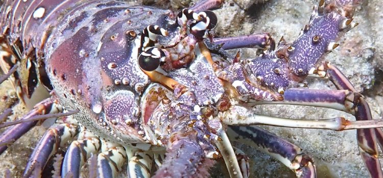 Lobster Lovers Marvel Scuba Diving Key Largo Florida Keys