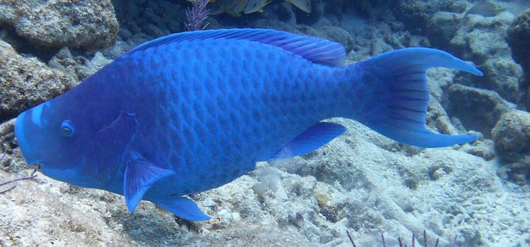 Blue Tang Blue Parrot Fish Flat Blue Seas