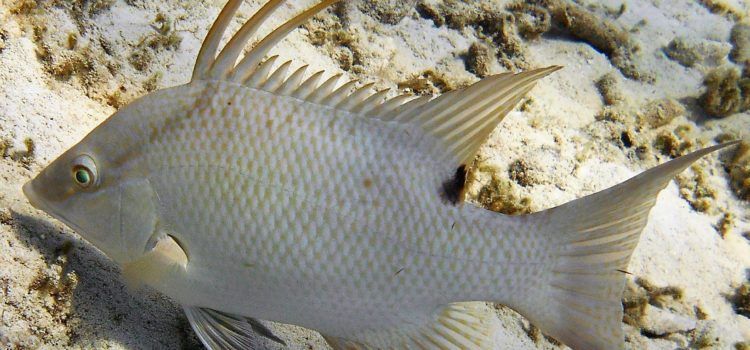 Hog Fish Haven Living Coral Reef Florida Keys
