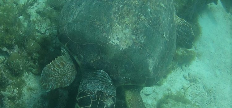Friendly Sea Turtle Visits Key Largo Snorkel Guests