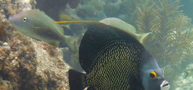 Angel Fish Groupers Snappers Grunts Scuba Divers Snorkelers