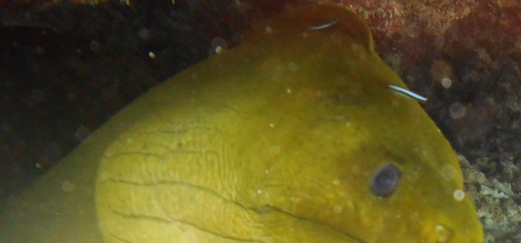 Eel Filled Shallow Shipwreck Elbow Reef Key Largo