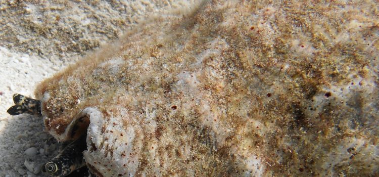 Wellwood Shipwreck Area Winch Hole Molasses Reef