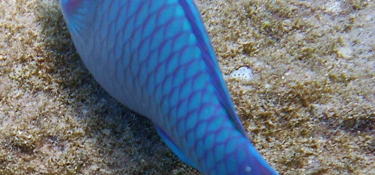 Rainbow Parrotfish Reef Croaker Spiegel Grove Dive