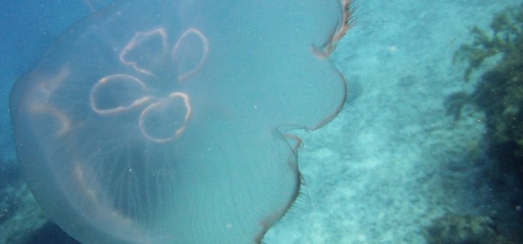 First Week Moon Jellyfish Season Scuba Key Largo
