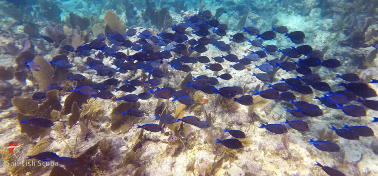 Florida Keys Reef Life Certification Dives Photo Fun