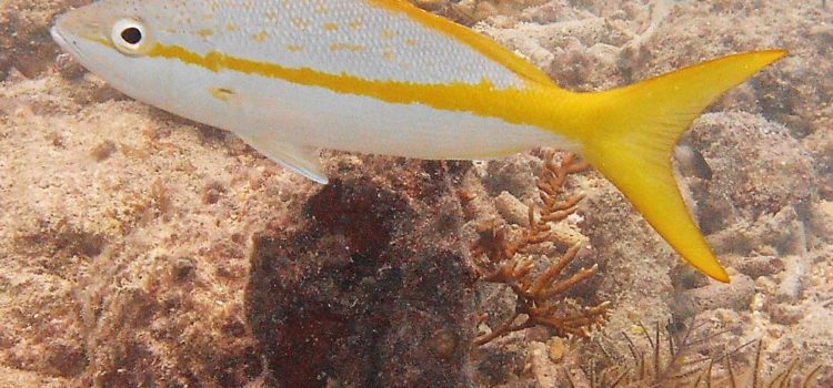 Horseshoe Reef Colorful Fish Christ Abyss Beautiful