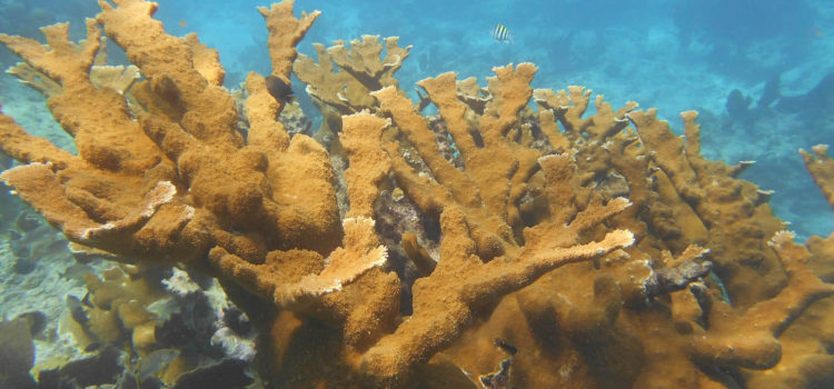 Elkhorn Coral – the iconic coral species!