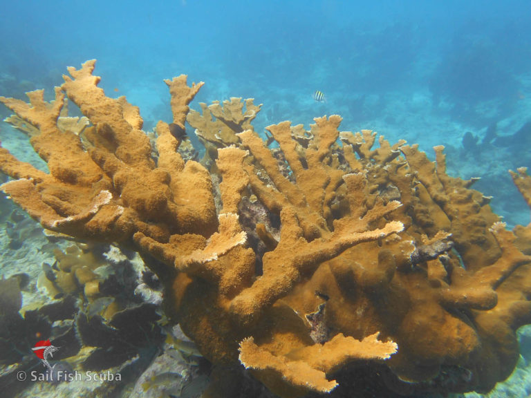 Elkhorn Coral – the iconic coral species!