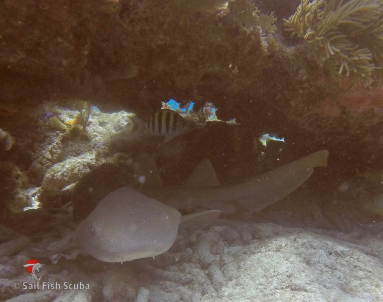 Nurse Sharks and Flamingo Tongues - all fun on the reef!
