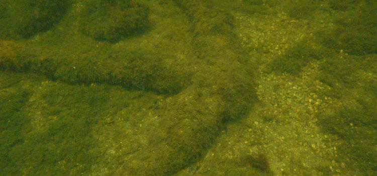 Jules Undersea Lodge Lagoon Scuba