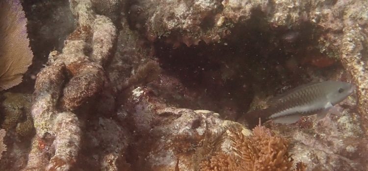 Shipwreck Scuba Reef Snorkel Guided Tours