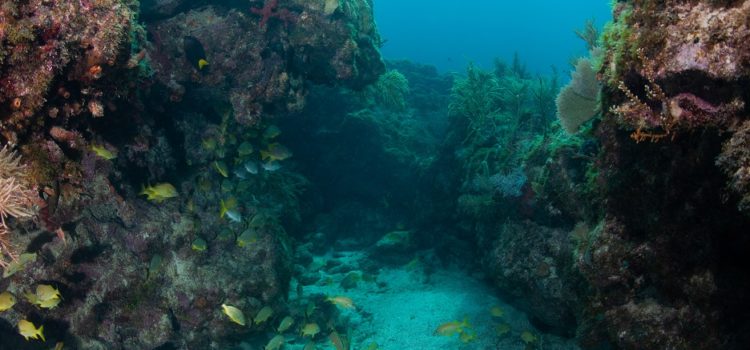 Shipwrecks Reefs Key Largo Diving