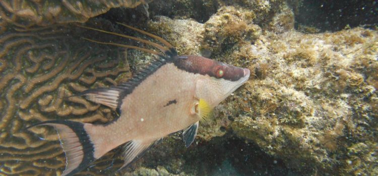Key Largo Dive Report Scuba Snorkel Molasses Reef