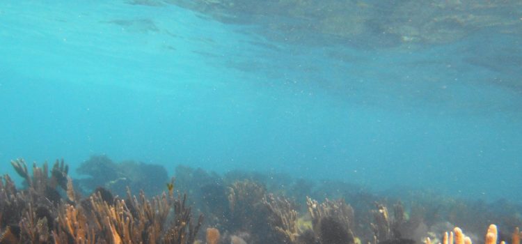 Key Largo Scuba Reef Report Dive Training Snorkeling
