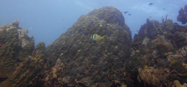 Coral Reef Diving Key Largo Florida Keys