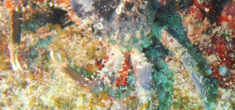 Three Shipwrecks Plus Reef Diving Outline
