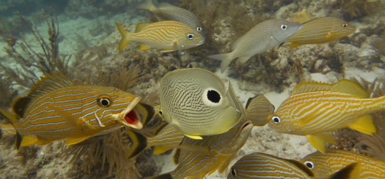 Learn Scuba Key Largo Florida Keys See Fish Talking