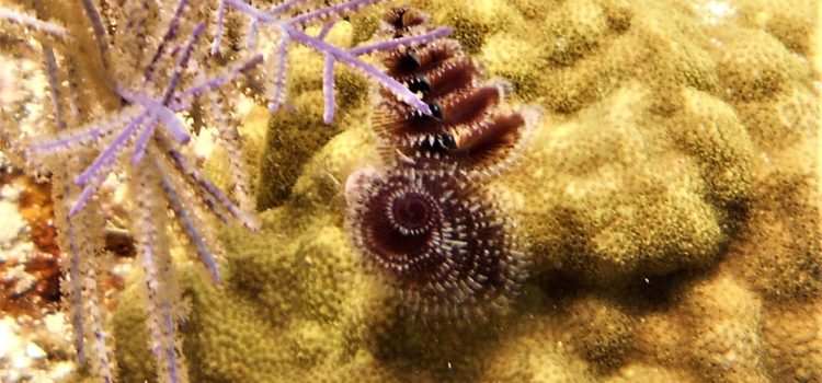 Key Largo Christmas Tree Worms Colorize Reef