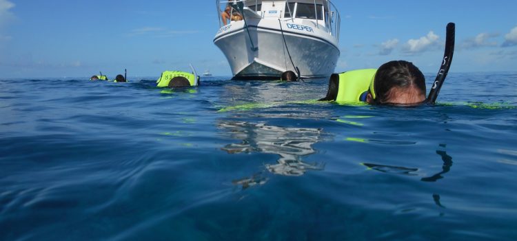 One Horned Butt Fish Sightings Florida Keys