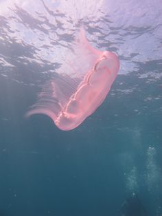 Is It Jellyfish Season Right Now In Key Largo Florida