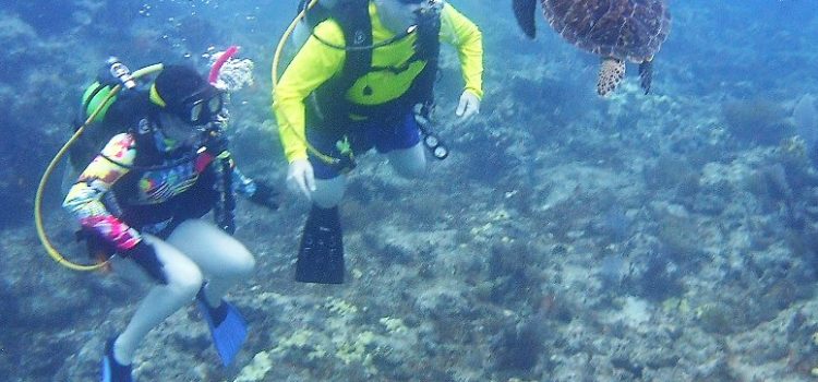 Molasses Reef Summer Scuba Diving Excellent Visibility