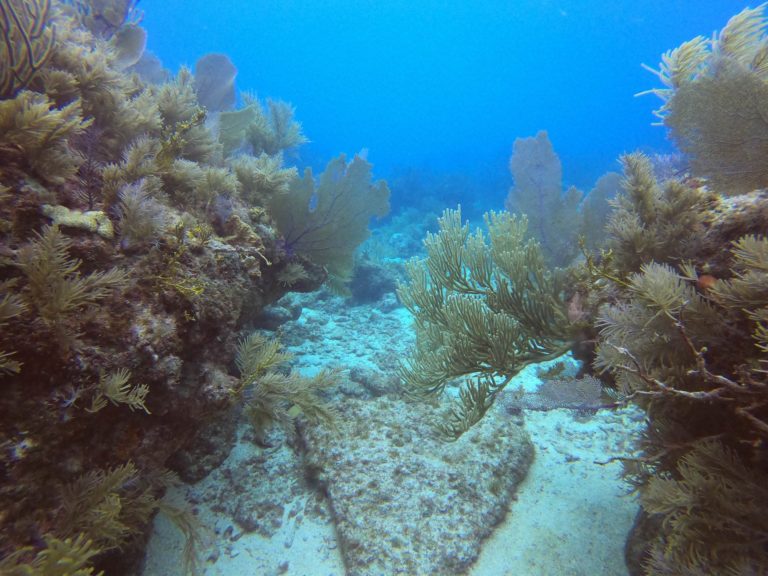 Beautiful Scuba Diving Florida Keys Excellent Snorkeling