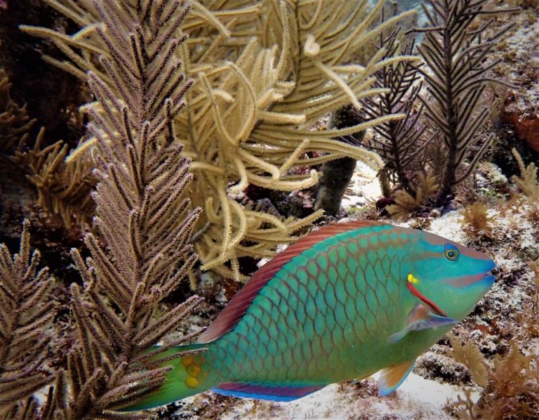 Families Love Scuba Diving Florida Keys