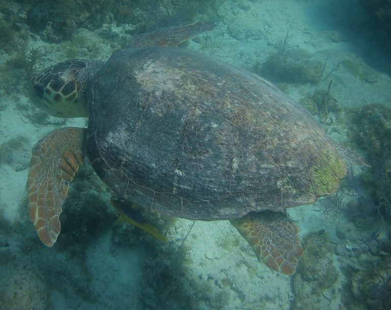 Loggerhead Turtle Visits Divers During Today's Dives