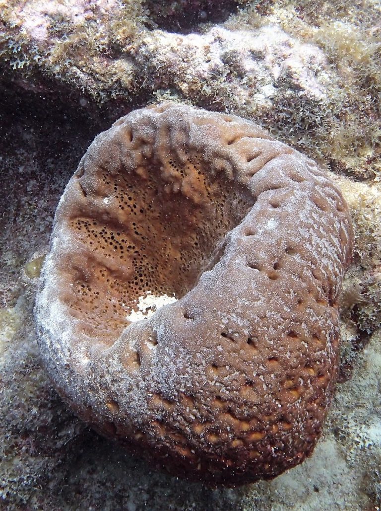 Florida Keys Soft Corals and Sponges