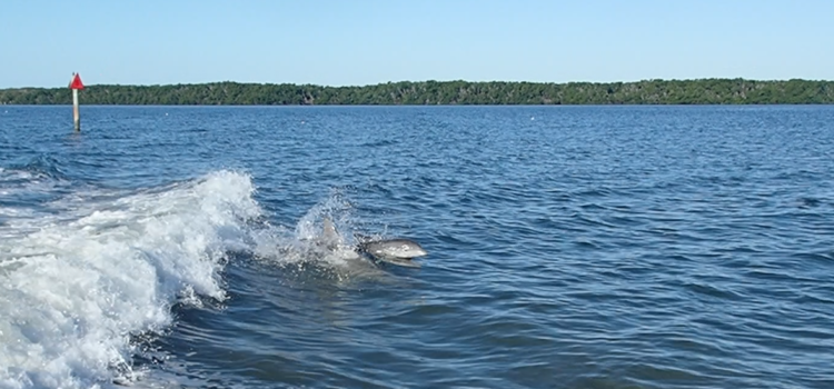 Dolphins Follow Dive Boat Upper Florida Keys Area