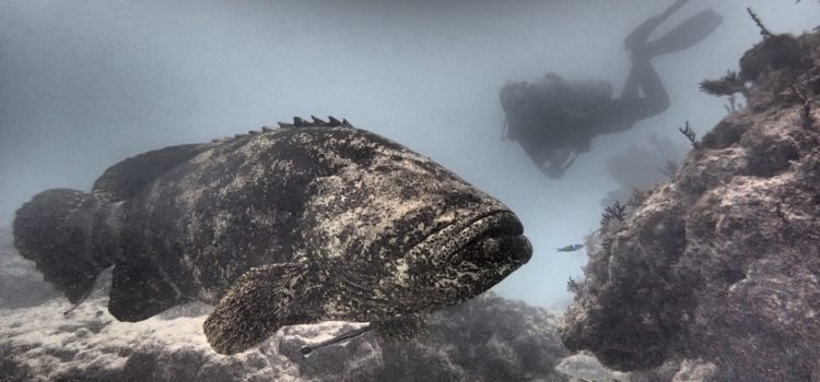 Diving With Goliath Grouper At French Reef