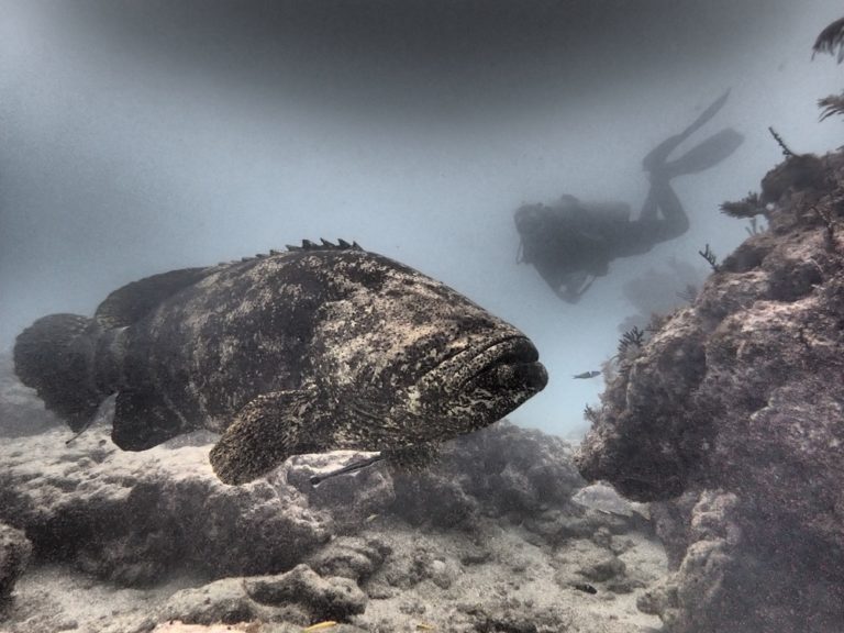 Diving With Goliath Grouper At French Reef