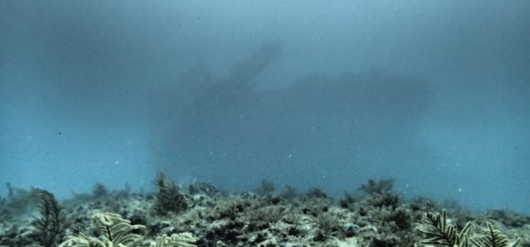 Benwood Deep Reef Ledge Dive Key Largo
