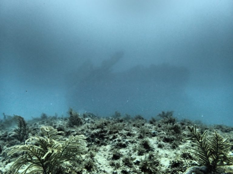 Benwood Deep Reef Ledge Dive Key Largo