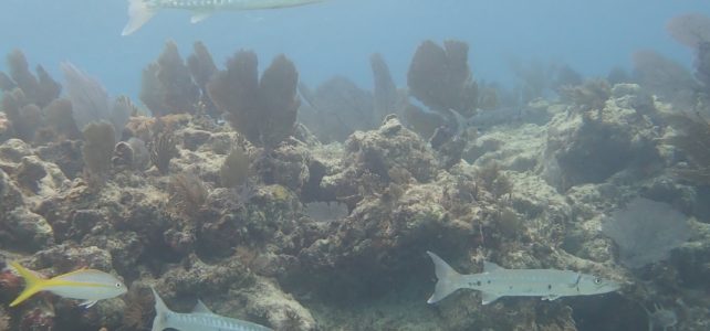 Florida Keys December 15 through 31 Dive Report