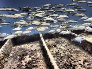 Dive Benwood Shipwreck Key Largo Florida Keys 