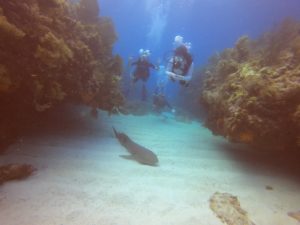 Scuba Dive Florida Keys Molasses Reef With Sharks
