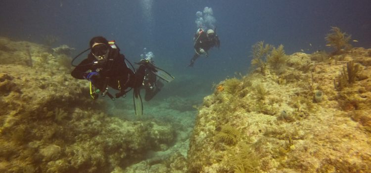 February 2022 Key Largo Dive Images