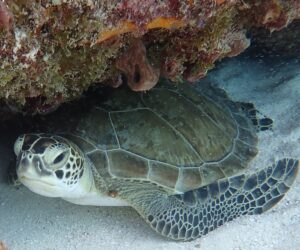 2024 April Key Largo Reef Reports Daily 